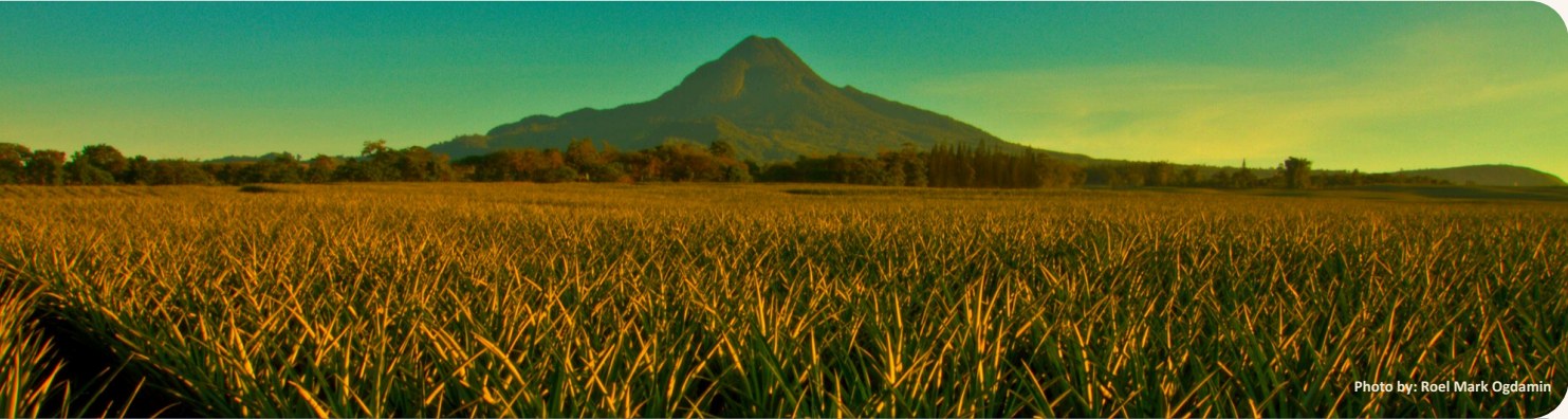 Mt. Matutum rising above a pineapple field at golden hour, South Cotabato
